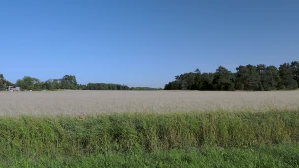 Vue Imprenable Sur Champ Seigle Août Concept Agriculture Suède — Video