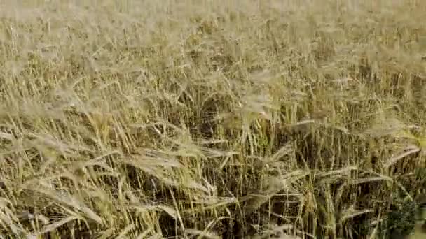 Niesamowity Widok Pole Żyta Sierpniu Koncepcja Rolnictwa Szwecja — Wideo stockowe