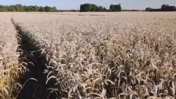 Prachtig Uitzicht Tarweveld Augustus Landbouwconcept Zweden — Stockvideo