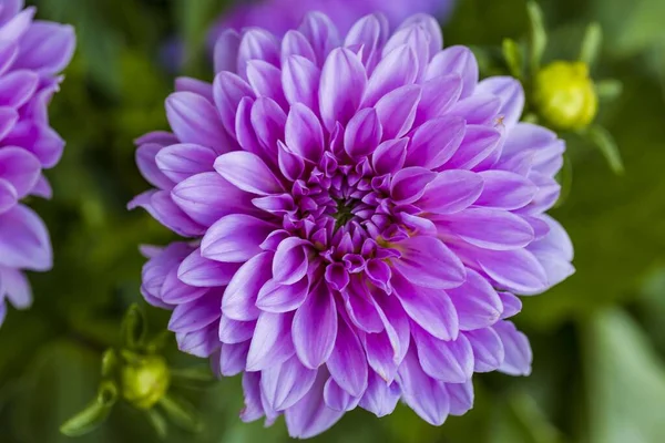 Gorgeous Close View Pink Dahlia Flower Isolated Green Background Beautiful — Stock Photo, Image