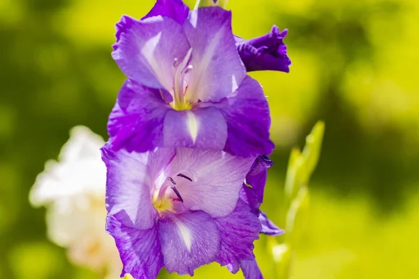 Крупним Планом Макрозйомка Фіолетової Квітки Гладіолуса Прекрасні Фони — стокове фото