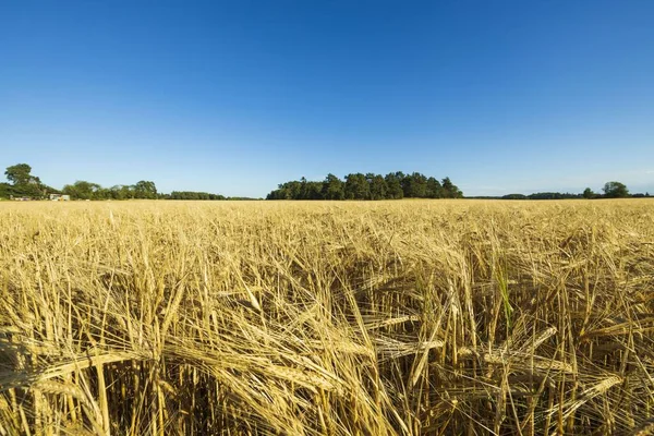 Incredibile Vista Sul Campo Segale Agosto Concetto Agricolo Svezia — Foto Stock