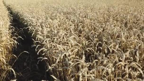 Прекрасний Вид Пшеничне Поле Концепція Сільського Господарства Концепція Сільського Господарства — стокове відео