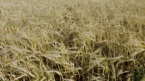 Wspaniały Widok Pole Żyta Koncepcja Rolnictwa Koncepcja Rolnictwa Szwecja — Wideo stockowe