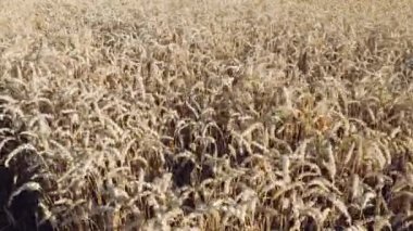 Erkek eli buğday dikenlerine dokunurken yakın çekim görüntüsü. Tarım kavramı.