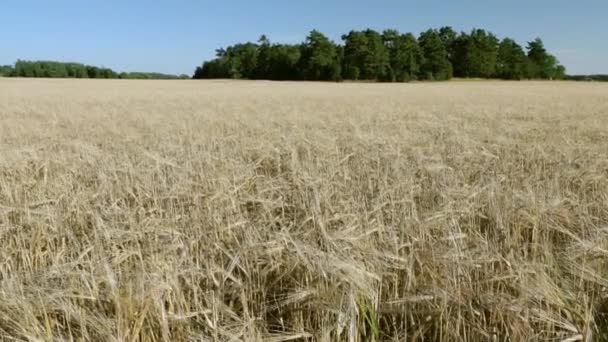 Herrlicher Blick Auf Das Roggenfeld Landwirtschaftskonzept Landwirtschaftskonzept Schweden — Stockvideo