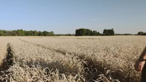 阳光明媚的夏日 男性穿过麦田的美丽风景 蓝天背景下绿树成荫的麦田 — 图库视频影像
