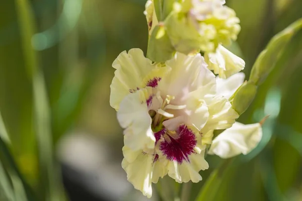Vista Vicino Colorato Fiore Gladiolo Bianco Isolato Sfondi Bellissimi Sfondi — Foto Stock