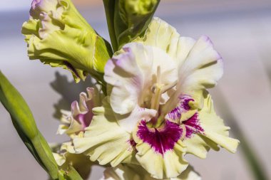 Arka planda izole edilmiş renkli beyaz gladiolus çiçeğinin makro görüntüsünü kapat. Güzel arka planlar.