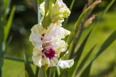 Arka planda izole edilmiş renkli beyaz gladiolus çiçeğinin makro görüntüsünü kapat. Güzel arka planlar