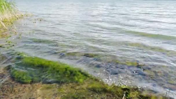 Belle Vue Sur Nature Paysage Vue Magnifique Sur Surface Eau — Video