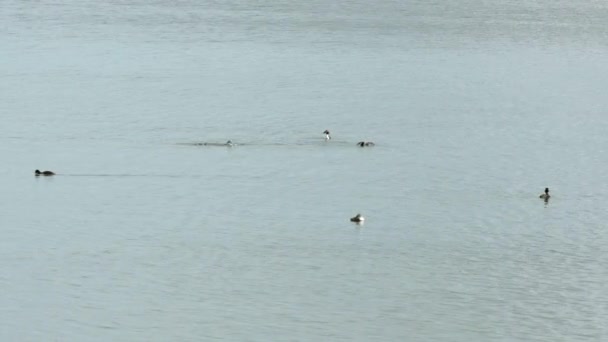 Schöne Aussicht Auf Eine Entengruppe Die See Schwimmt Vogelkonzept Schöne — Stockvideo