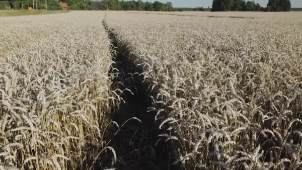 Widok Beautifiul Polu Pszenicy Sierpniu Koncepcja Rolnictwa Szwecja — Wideo stockowe