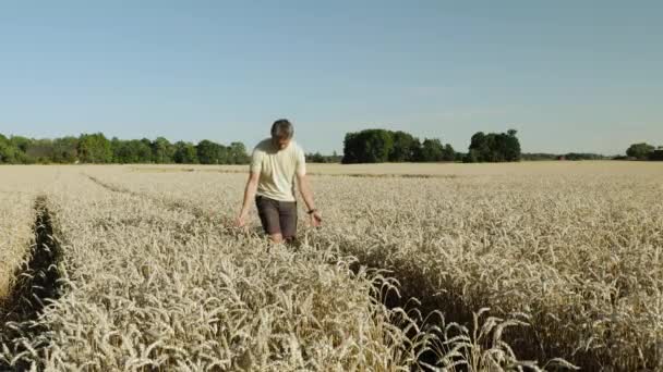 Güneşli Bir Yaz Gününde Buğday Tarlasından Geçen Erkeğin Güzel Manzarası — Stok video