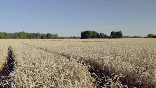 Schöne Landschaft Ansicht Der Männlichen Geht Durch Weizenfeld Einem Sonnigen — Stockvideo