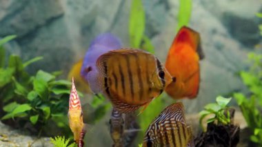 Dikilmiş akvaryumda yüzen disk balıklarının yakın görüntüsü. Tropik balıklar. Hobi konsepti.