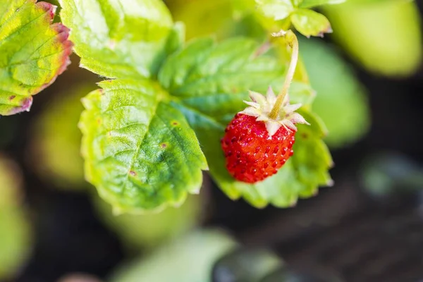 Nahaufnahme Makroaufnahme Der Roten Erdbeere Menschenhänden Gesundes Ökologisches Gartenkonzept — Stockfoto
