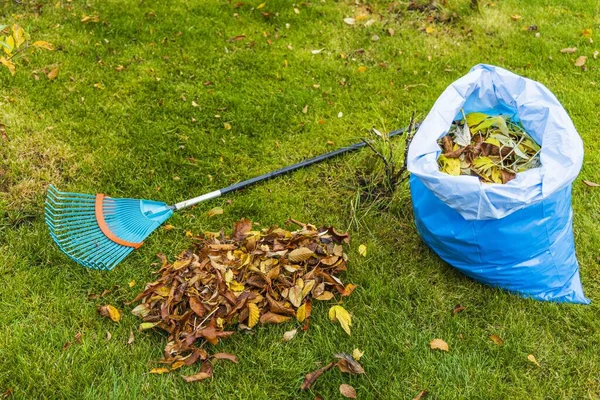 Upadłe Liście Pobliżu Plastikowej Torby Grabie Zielonym Tle Trawy Jesienny — Zdjęcie stockowe