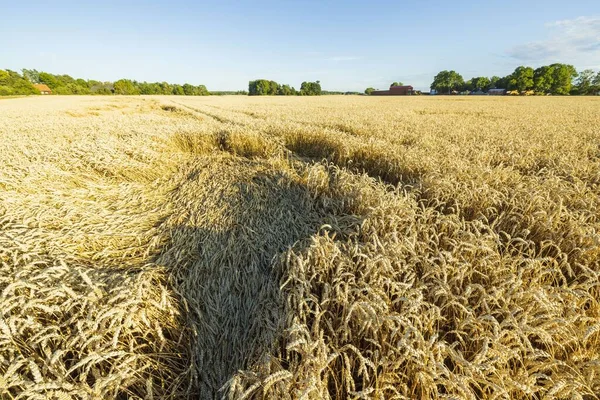 Bella Vista Paesaggio Campo Grano Nel Mese Agosto Concetto Agricolo — Foto Stock