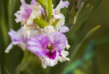 Arka planda izole edilmiş renkli gladiolus çiçeklerinin makro görüntüsünü kapat. Güzel arka planlar.