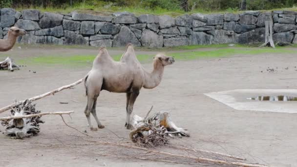 Belle Vue Sur Les Chameaux Dans Enceinte Zoo Kolmorden Suède — Video