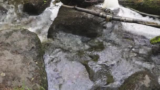 Prachtig Uitzicht Het Boslandschap Zomerdag Bosstroom Door Steenlandschap Bos — Stockvideo