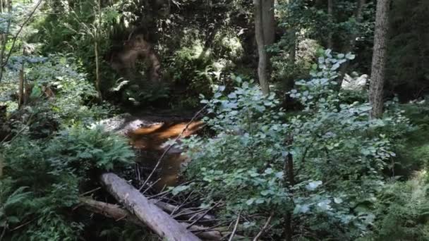 Prachtig Uitzicht Het Boslandschap Zomerdag Bosstroom Door Steenlandschap Bos — Stockvideo