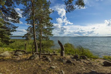 Yaz günü Baltık Denizi 'nin güzel manzarası. Karanlık deniz suyu yüzeyi, yeşil çam ağaçları ve beyaz bulutlu mavi gökyüzü. İsveç, Avrupa.