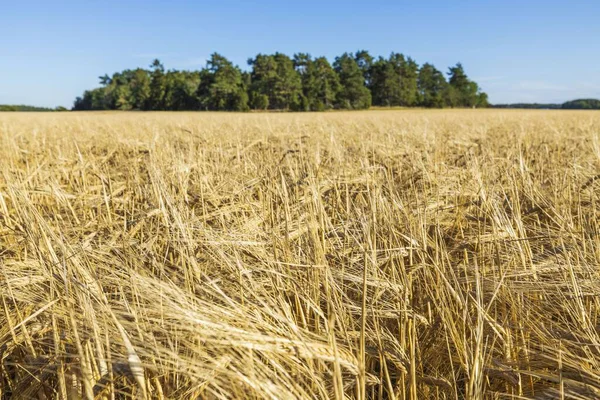 Splendida Vista Sul Campo Segale Agosto Concetto Agricolo Svezia — Foto Stock