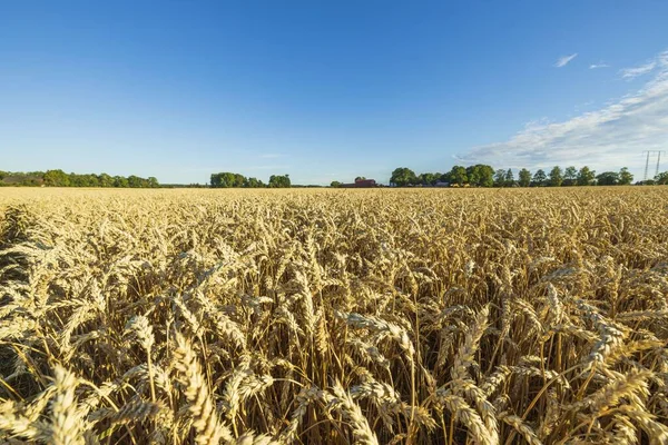 Incredibile Vista Sul Campo Grano Agosto Concetto Agricolo Svezia — Foto Stock