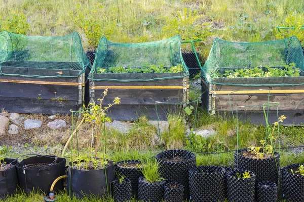 Pequeño Jardín Macetas Plástico Collares Paletas Vista Las Plantas Fresa —  Fotos de Stock