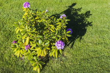 Yukarıdan, yeşil arka planda izole edilmiş, mor rhododendron çalılığına bakın. Harika doğal altyapılar..