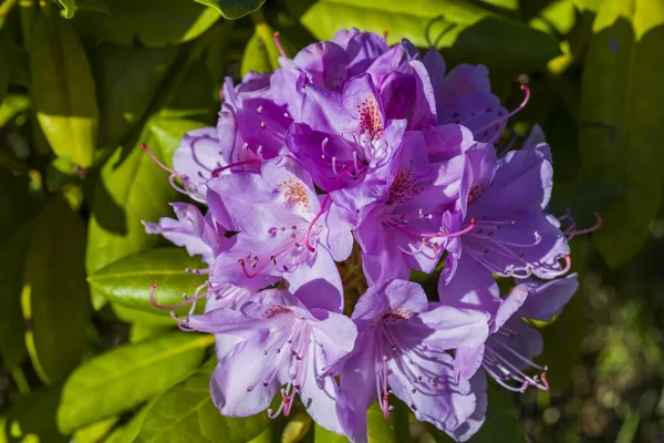 Närbild Makro Bild Lila Buske Rhododendron Isolerad Grön Bakgrund Stor — Stockfoto