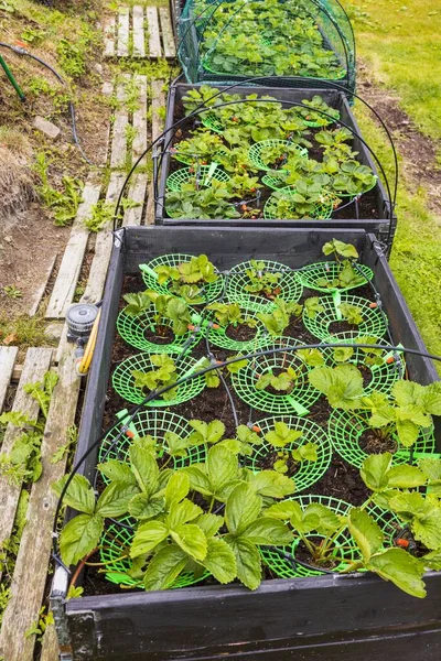 Vista Cerca Las Plantas Fresa Cajas Jardín Con Sistema Riego —  Fotos de Stock