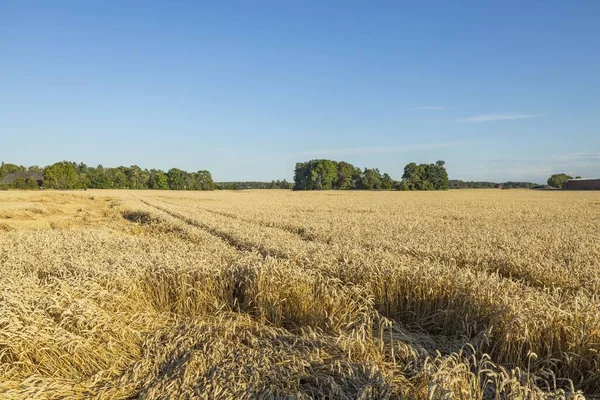 Bella Vista Parte Del Campo Grano Sfondo Estivo Giallo Concetto — Foto Stock