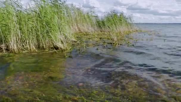 Underbara Östersjön Vattenytan Grönt Gräs Och Blå Himmel Med Vita — Stockvideo