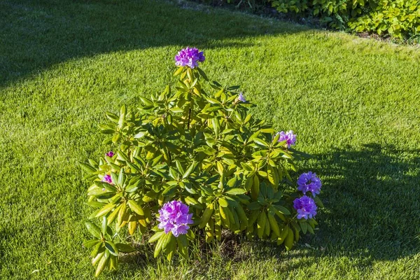 Yeşil arkaplandaki mor rhododendron çalılığına bakın. Harika doğal altyapılar..