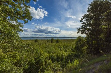 Baltık Denizi manzaralı güzel doğa manzarası. Mavi gökyüzündeki yeşil orman ağaçlarının tepeleri ve güneşli yaz gününde beyaz bulutlar..