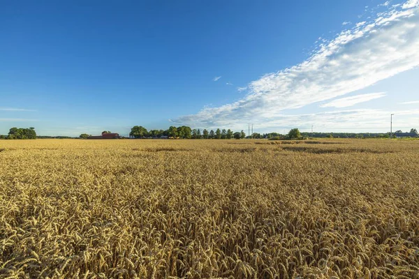 Bella Vista Parte Del Campo Grano Sfondo Estivo Giallo Concetto — Foto Stock