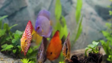 Dikilmiş akvaryumda yüzen disk balığı manzarası. Tropik balıklar. Hobi konsepti.