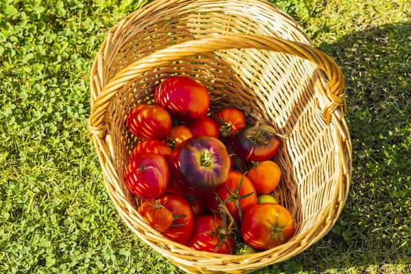 Beautiful View Ripe Red Tomatoes Wicker Basket Green Grass Background — Stock Photo, Image