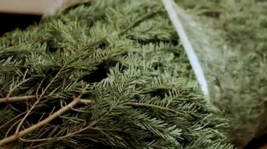 Ulaşımdan sonra evdeki yeşil Noel ağacının paketini açarken gösterilen kısa film. Noel ve Yeni Yıl geleneği.