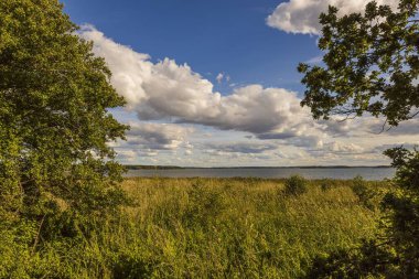 Baltık Denizi manzaralı güzel doğa manzarası. Mavi gökyüzündeki yeşil orman ağaçlarının tepeleri ve güneşli yaz gününde beyaz bulutlar..