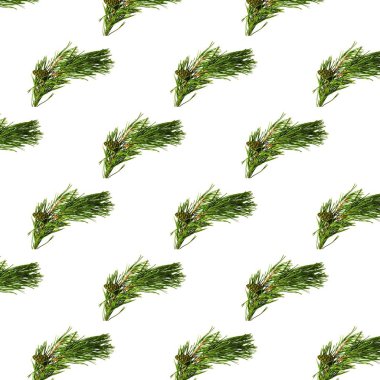 Beyaz arka planda kahverengi kozalaklı yeşil çam ağaçlarının görüntüsü. Doğa konsepti. Noel konsepti.