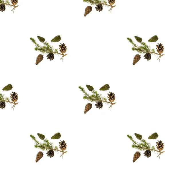 Close Widok Wzoru Zielone Sosny Gałąź Brązowymi Szyszki Izolowane Białym — Zdjęcie stockowe