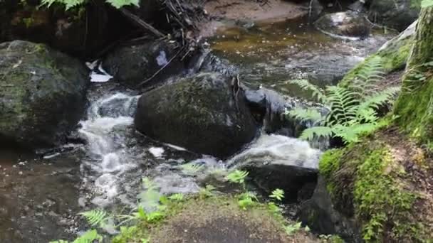 Piękny Widok Krajobraz Lasu Letni Dzień Górska Rzeka Przez Kamienny — Wideo stockowe