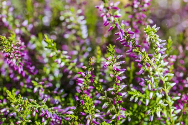 Vista Cerca Planta Verde Decorativa Con Flores Rosadas Hermosos Fondos —  Fotos de Stock