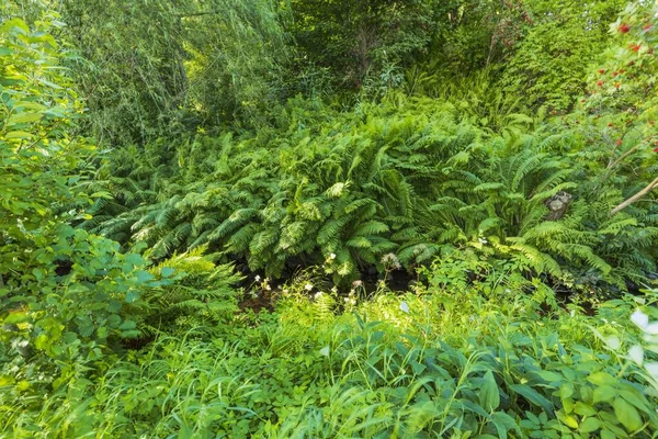 鲜绿色森林植物的华丽绿色自然背景 — 图库照片