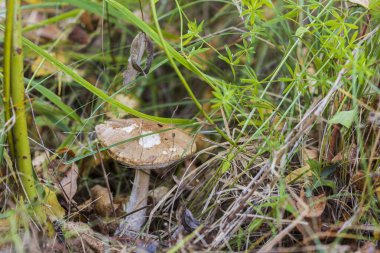 Sonbahar manzarasında izole edilmiş kahverengi mantar mantarının güzel yakın görüntüsü. Sonbahar doğası.