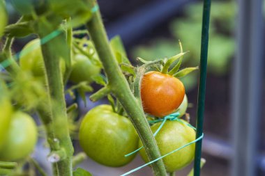 Seradaki yarım olgun domatesin güzel iç manzarası. Bahçe konsepti arka planı. 